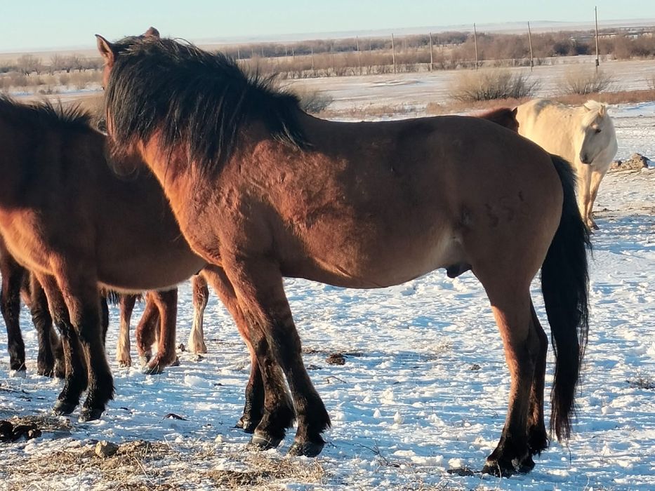 Айгыр мз айгыр 2017 сатылады
