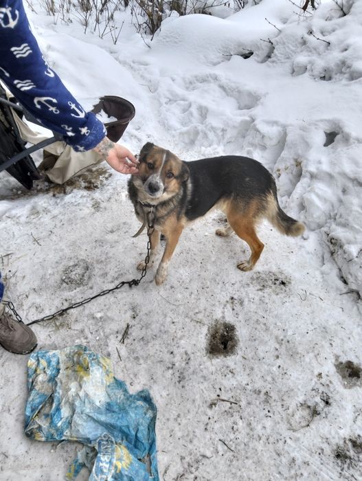 Отдадим в добрые руки
