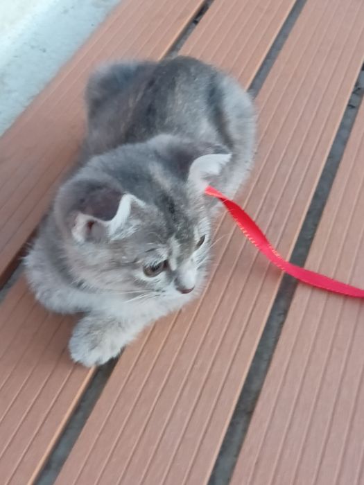 Шотландская вислоухая кошка