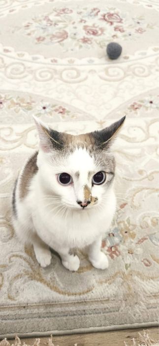 Потеряли кота белого Барсика