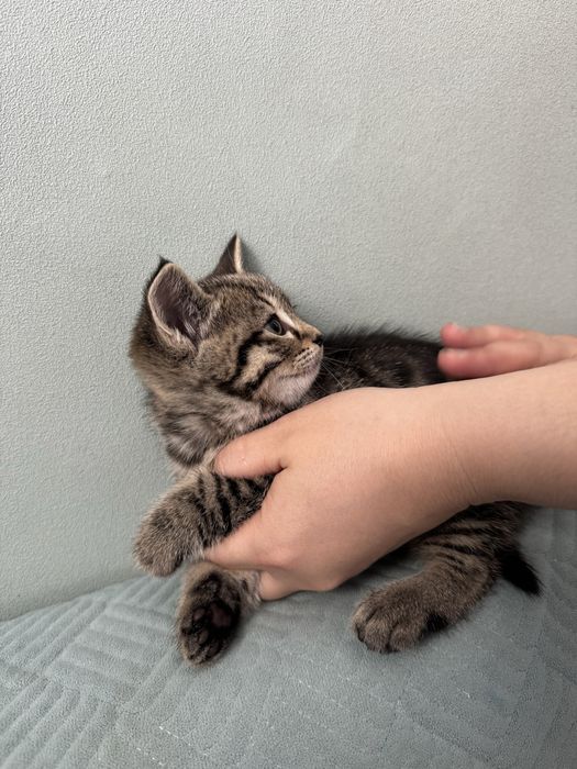 Котенки пародистые