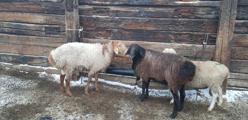 Бараны на выбор. Отборные бараны