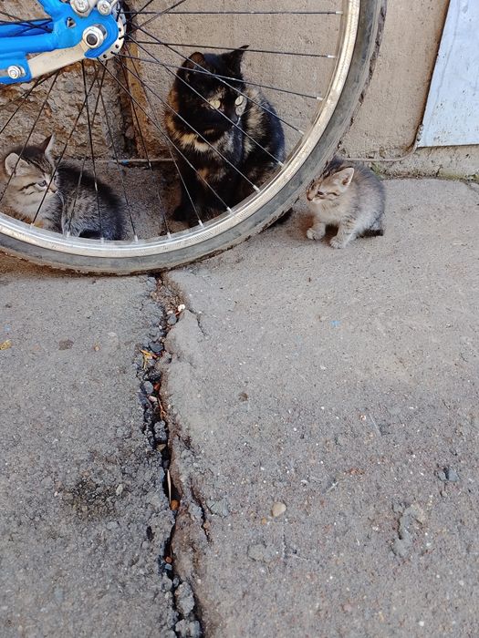 ОтдамКотяТвДобрыеРукиНаЮбиленой