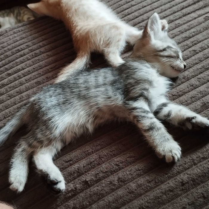 Срочно отдам домашних котят