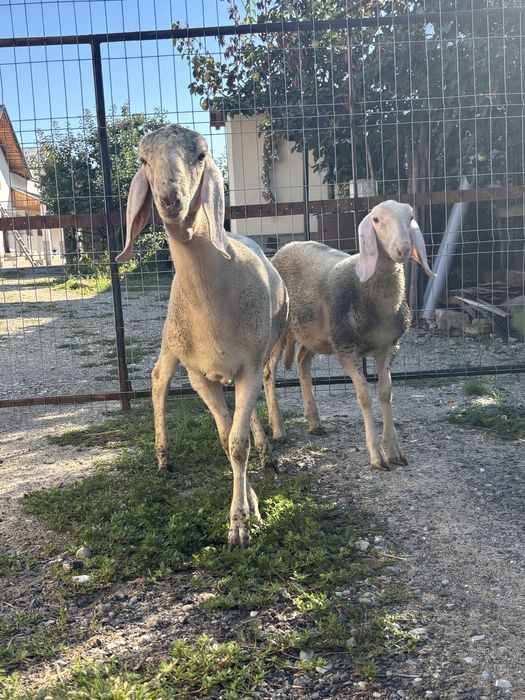 Vand doi berbecuti  bergamasca