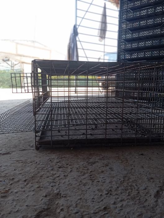 Temirdan yeg'ilgan Bedana qafasi sotiladi