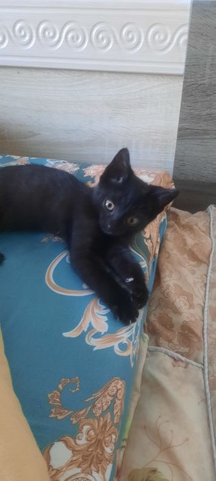 Котёнок мальчик даром