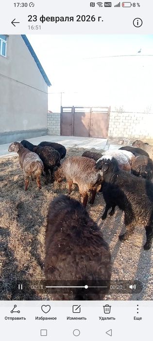 Қозы қошқар сатылады