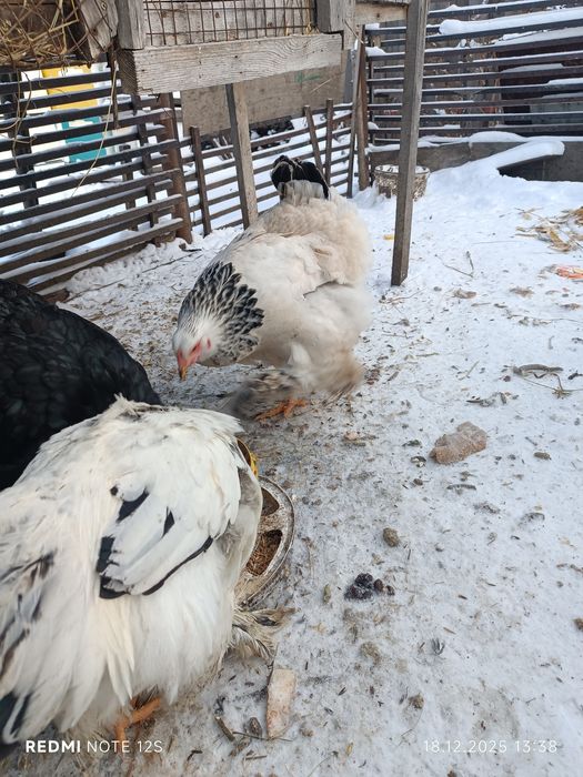 Продаю курей кохинхинов