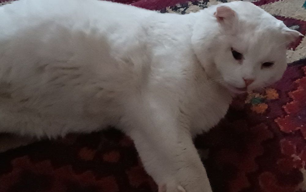 Продается Кот, порода Скотиш Фолд.