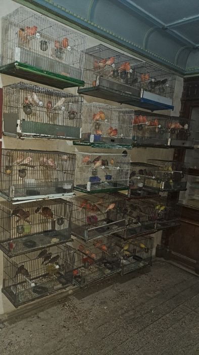 Har xil turdagi Kanareykalar