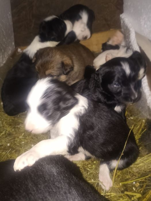 Щенята ищут дом!!!