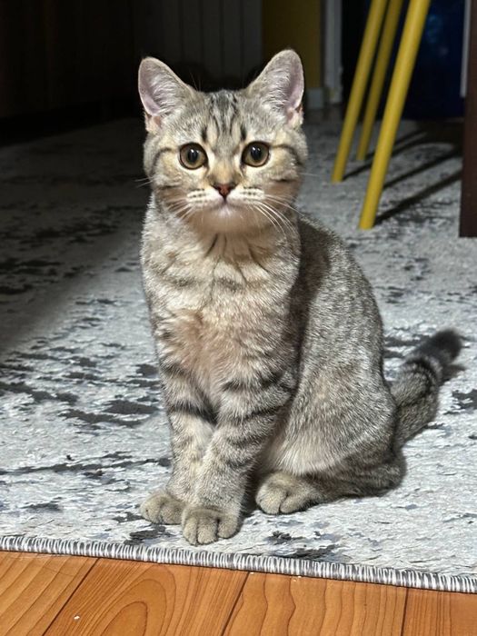 Продаю кошку, шиншила, 5 месяцев