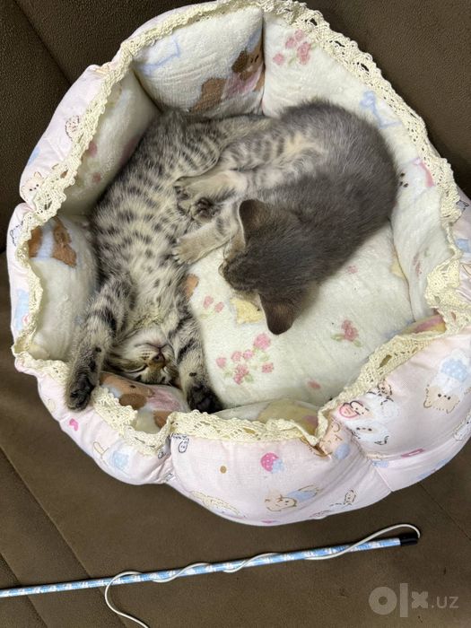 Отдам в добрые руки котята бесплатно
