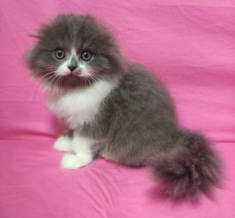 Пушистик Пончик, недорого, распродажа!