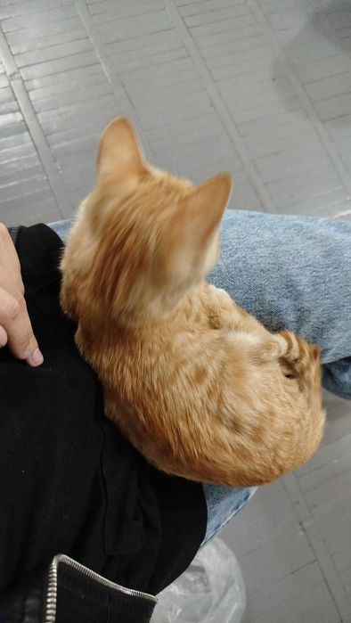Отдаем котёнка в хорошие руки!