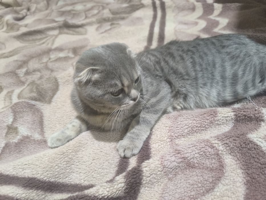 Продаётся кошка пародистий