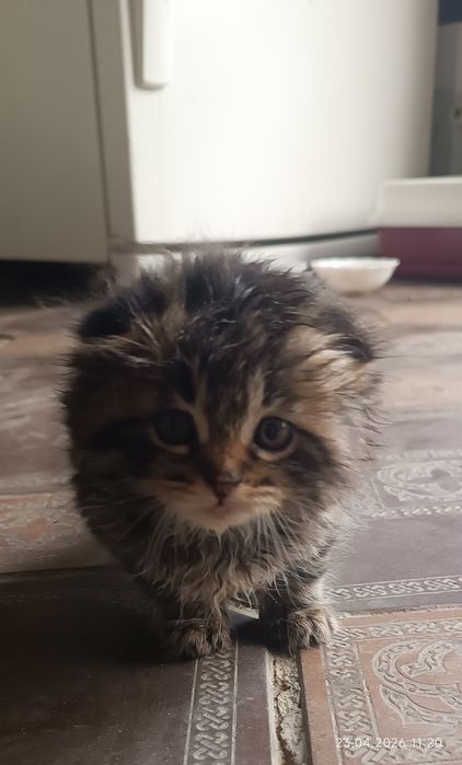 Продаётся котенок. Мушукча сотилади