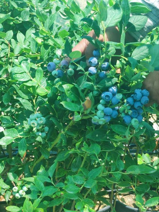 Голубика кучатлари сотувда