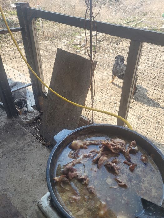 Парода Төбет күшігі