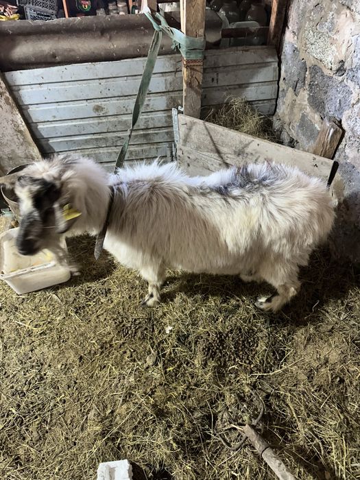 Продам дойную козу