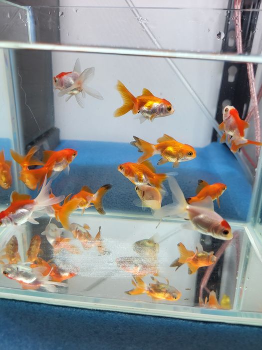 Vând carasi oranda