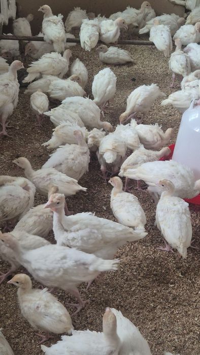 Продам индюшат Big 6 в Каскелене