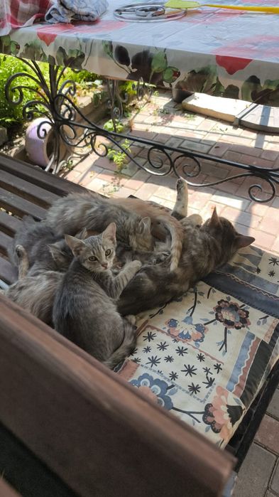 Отдам котят от горной кошки