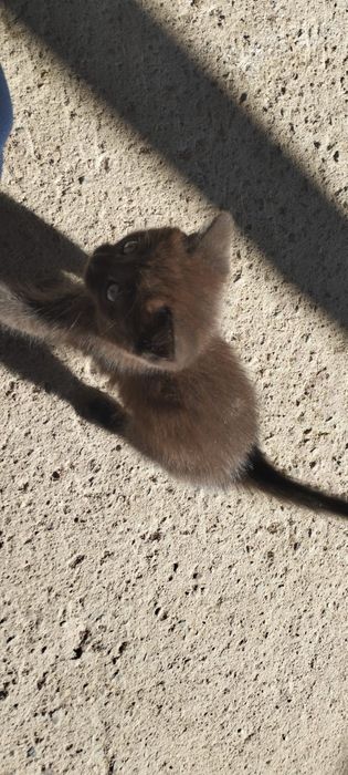 Котята 1.5 месяца