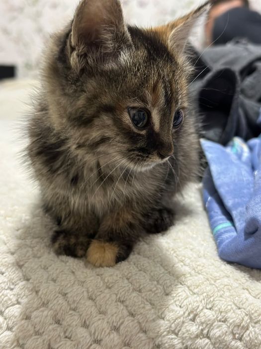 Котенок бесплатно