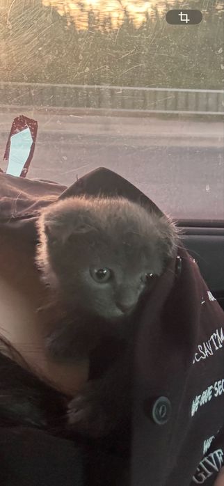 Отдам котят в добрые  руки