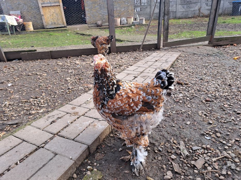 Vand oua incubat brahma portelan