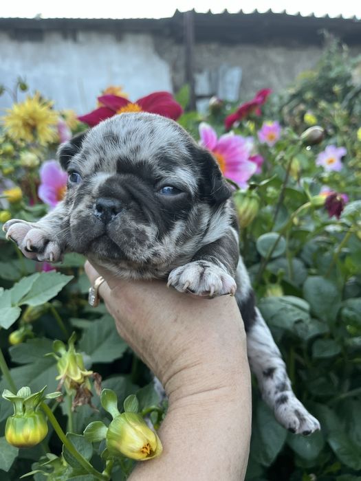 Щенки французского бульдога