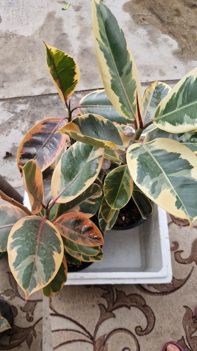 Комнатные цветы (разные)