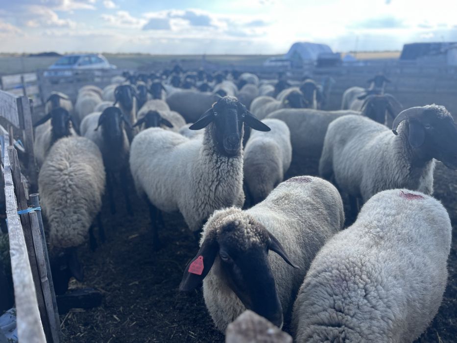 Vand oi carabase cu cap negru de teleorman