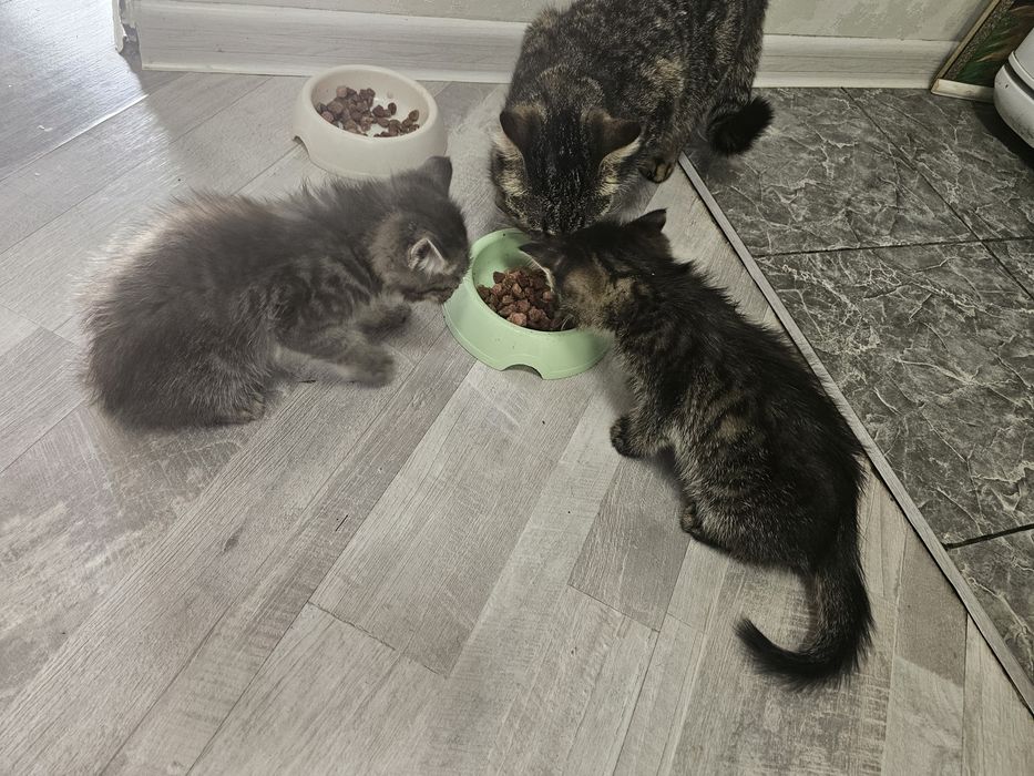 Отдам котёнка в хорошие руки