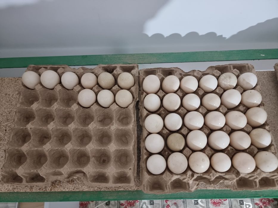 Индоутка (Утка) несутся