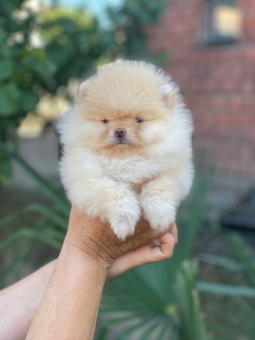 Померан мини мини