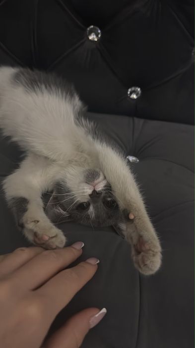 Отдам котенка в добрые руки