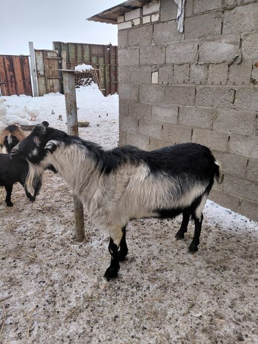 Козел.  продажа...