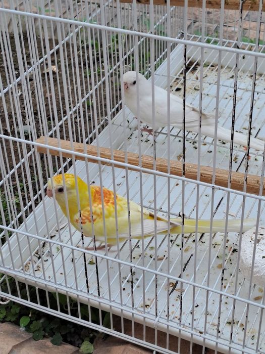 Pepchik qush sotiladi