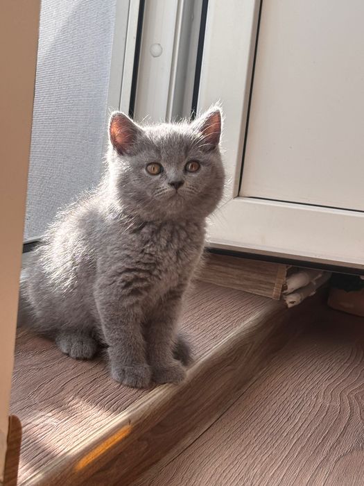 Motan caută familie