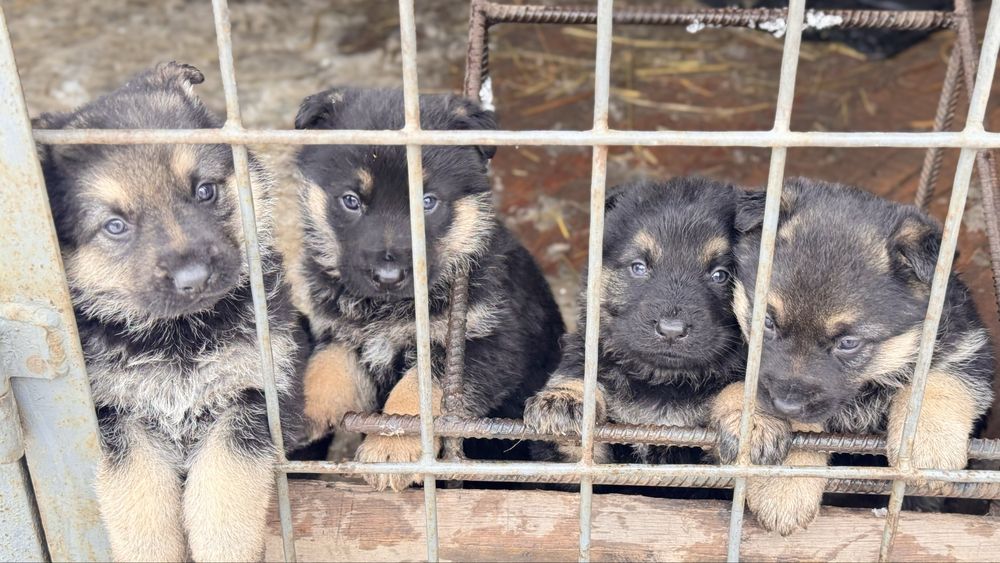 Щенки овчарки ВЕО
