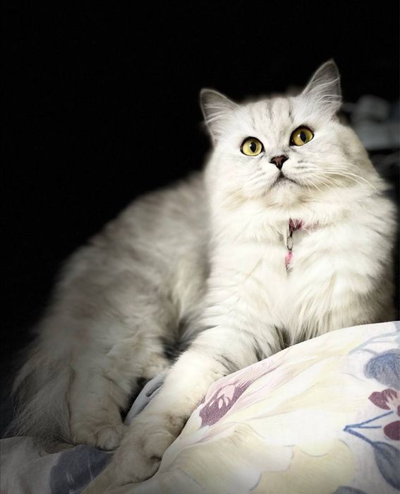 Ищем (жениха) кота для вязки шиншила