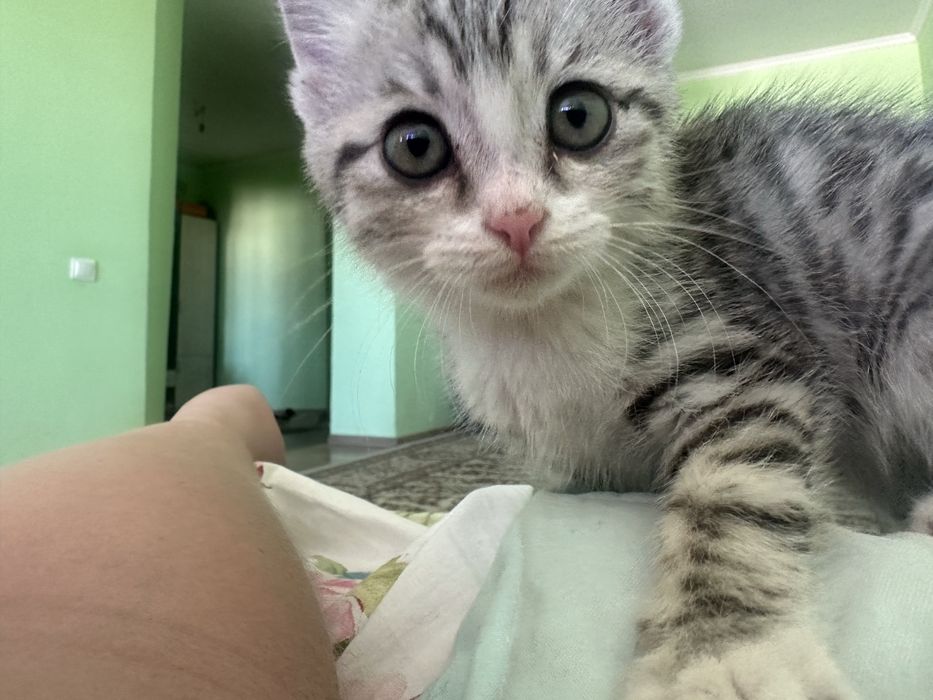 Кошка 4 месяцев продается девочка