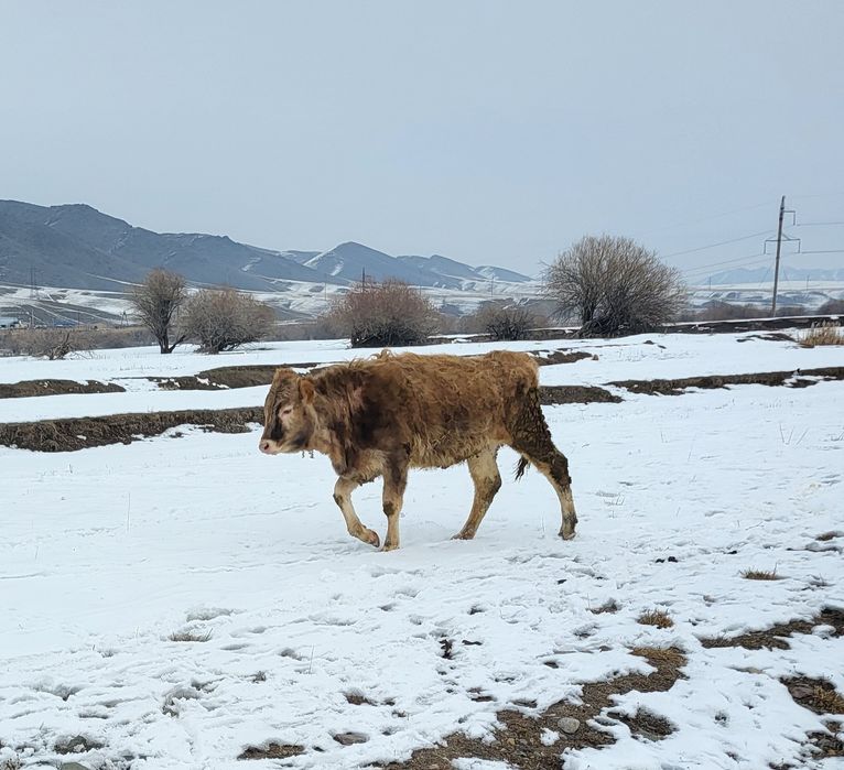 Екі тайынша сатылады