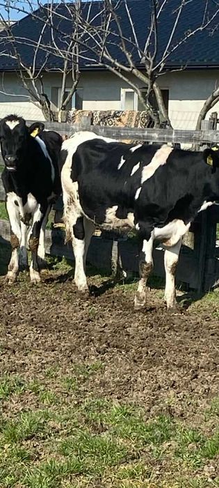 Vindem junele holstein