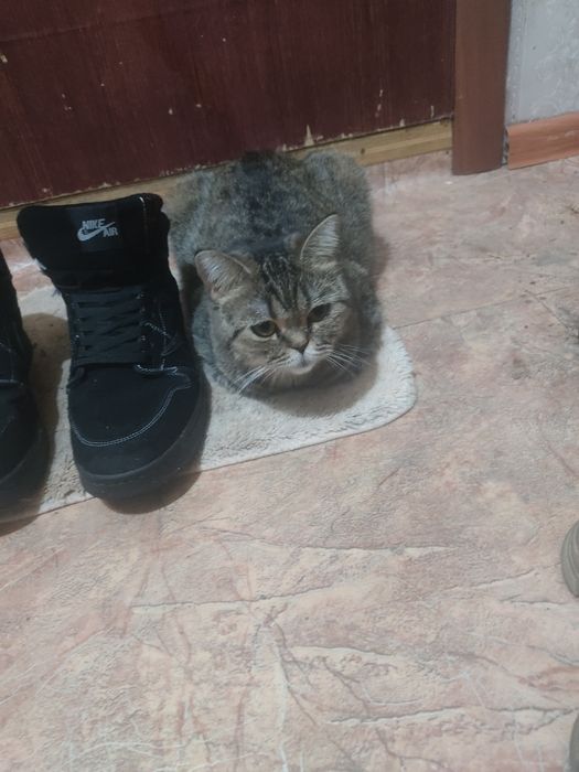 Отдам британского кота