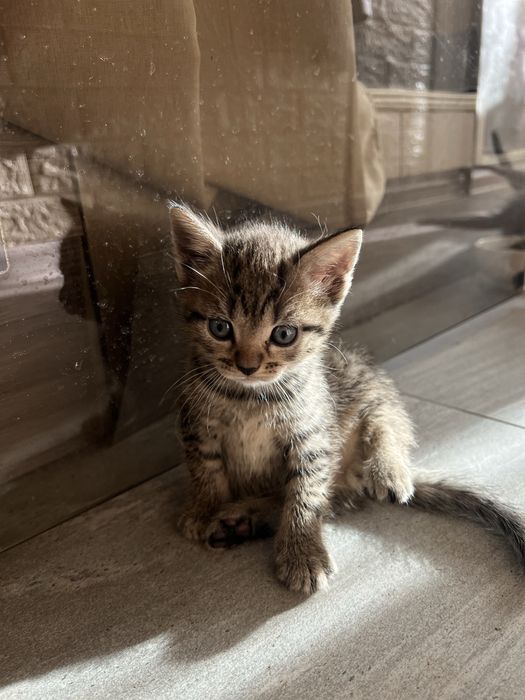 продам котят шотландских вислоухих