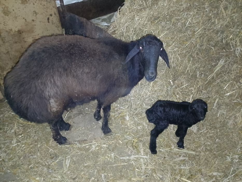 Katta Ona  bola quy sotiladi